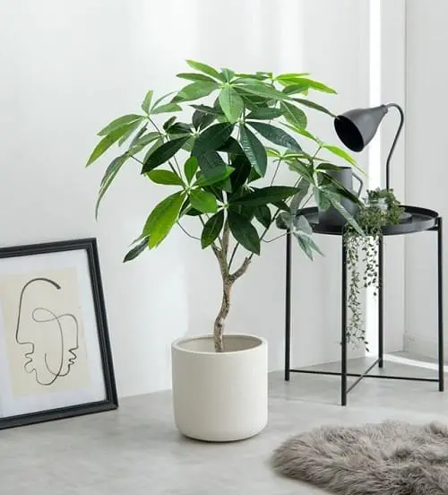 人工観葉植物 パキラ 90cm