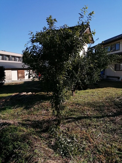 カシの木｜強さと風格をあわせ持つ日本の常緑樹