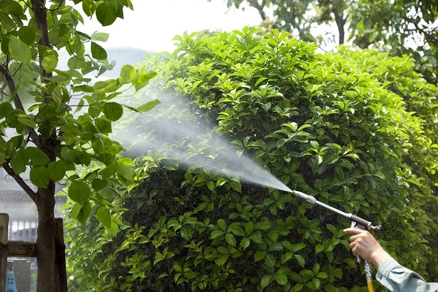 消毒・殺菌で庭木を害虫や病気から守り、害虫被害を防ぎます。 施肥で弱った樹勢を回復させ、花付きをよくします。