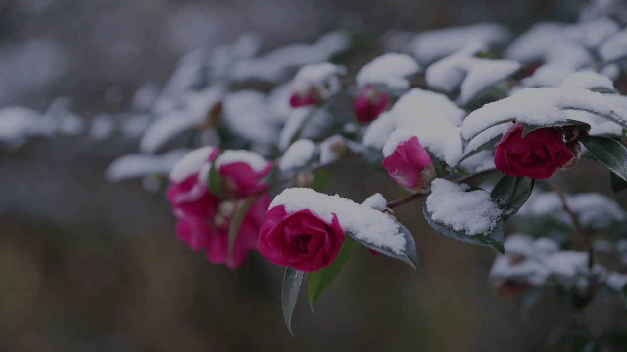 雪が庭木に与える影響