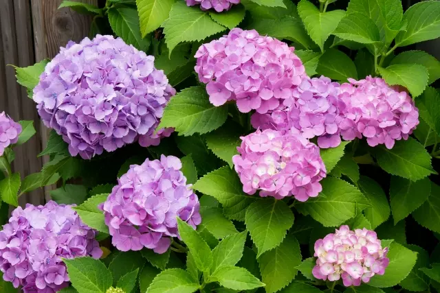 射水市の花木 アジサイ