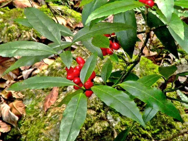 アオキはなぜ「放っておいても元気」なのか