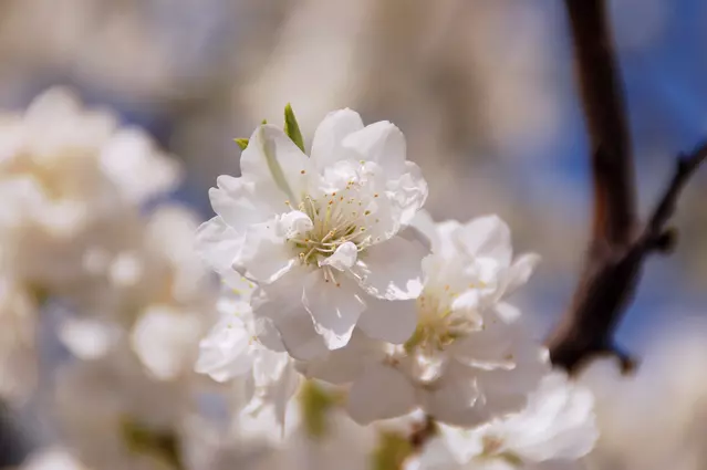 砺波市の花木 エドヒガンザクラ