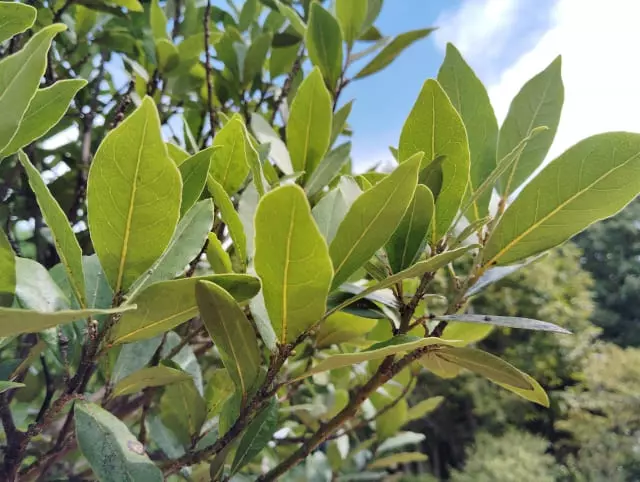 月桂樹は庭木向き？育てる前に知っておきたい特徴と注意点