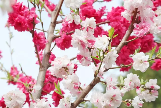 ハナモモはなぜ庭を一気に春にするのか｜花桃の魅力