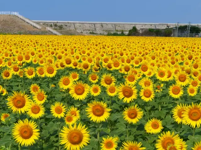 向日葵の魅力と庭で育てるポイント