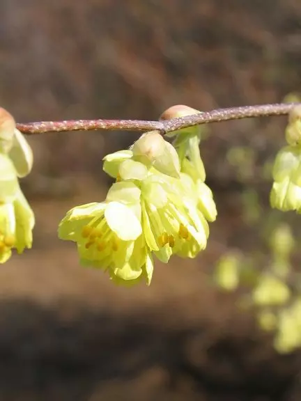 ヒュウガミズキという庭木