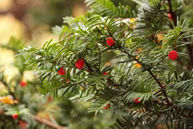 イチイとは？｜静けさと強さを併せ持つ日本庭園の名脇役