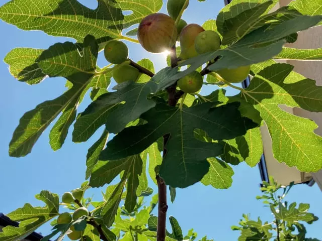 イチジクは切らないと実がならない？