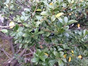 イヌツゲ｜目立たないが、庭を支える名脇役