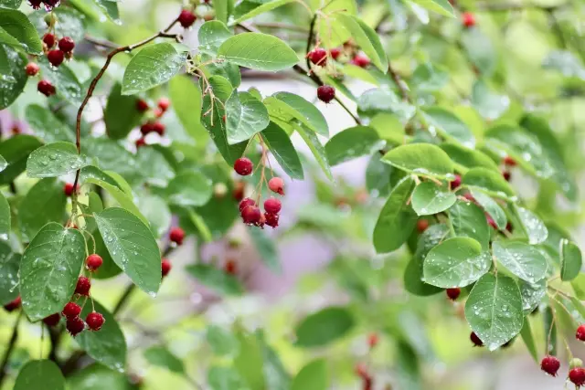 ジューンベリー