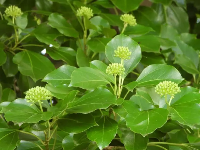 カクレミノという庭木