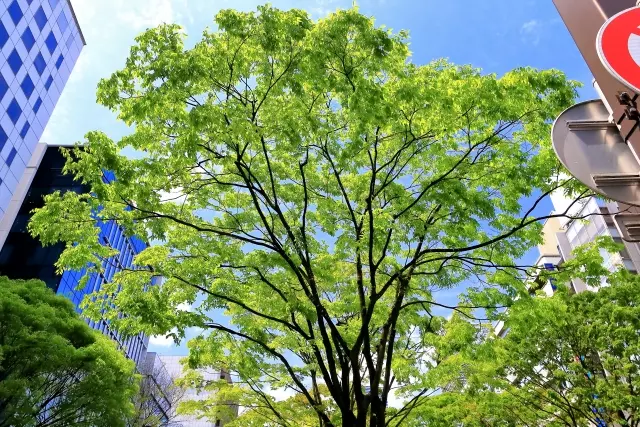 伐採と秋の気配