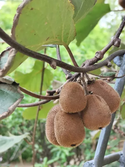 庭でキウイを育てるときに知っておきたいこと