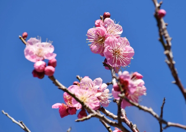 小矢部市の花木 紅梅