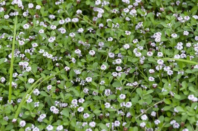 クラピア(イワダレソウ)