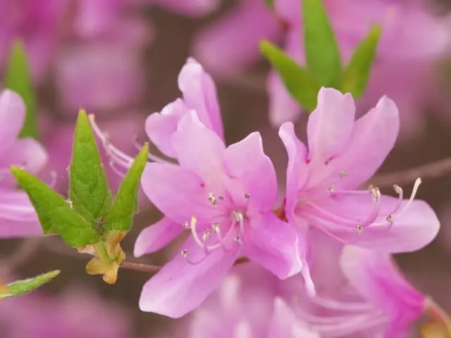 春を知らせる、ミツバツツジのやさしい存在感