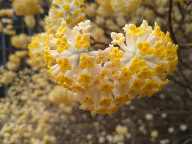 下を向いて咲く理由｜ミツマタという庭木