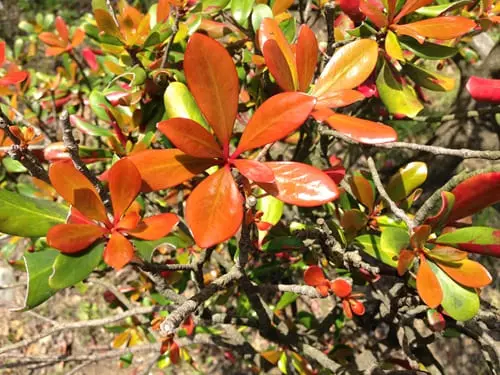 モッコク｜庭の格を静かに上げる常緑樹