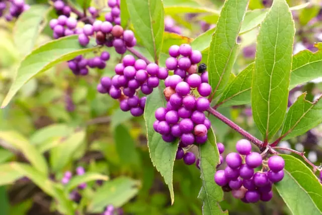 ムラサキシキブは、秋を連れてくる庭木