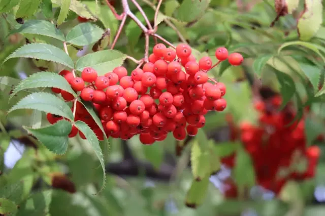 ナナカマドという木｜季節がよく分かる庭木