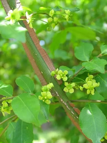 紅葉が美しい庭木「ニシキギ」