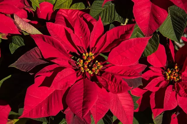 ポインセチア