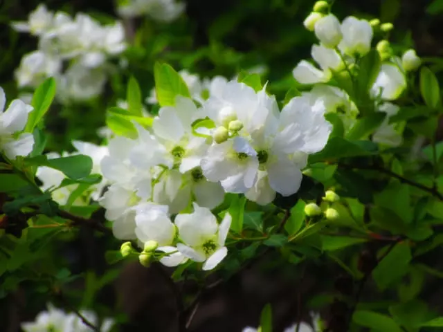 リキュウバイ（利休梅）