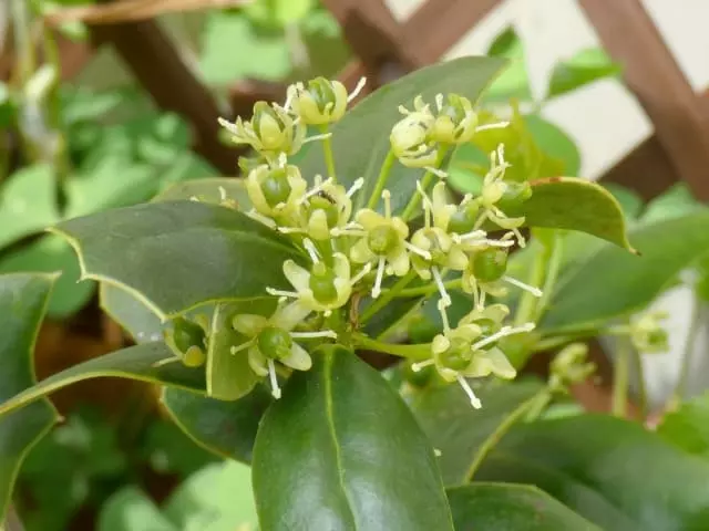 セイヨウヒイラギ