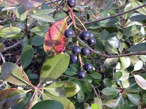 シャリンバイが庭木・生垣で使われ続ける理由