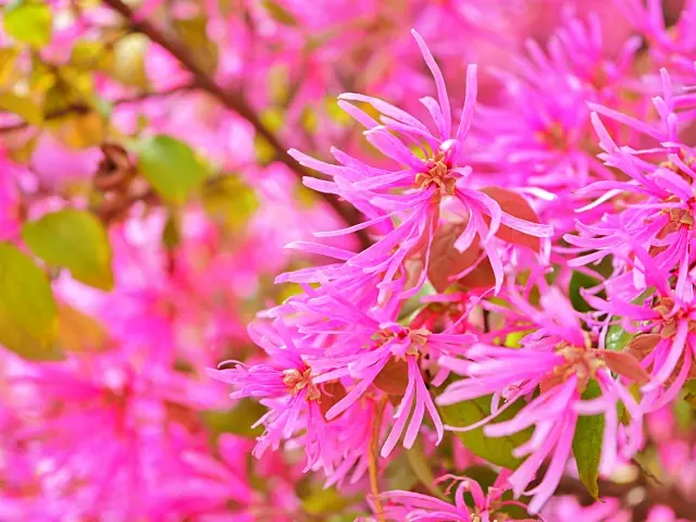 トキワマンサク