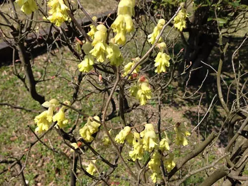 やさしく春を告げる庭木、トサミズキ