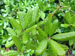 庭木としてのウバメガシ